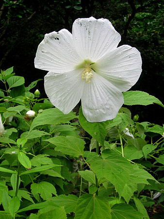 Night Flower