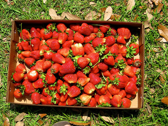 Fresh Picked Strawberries
