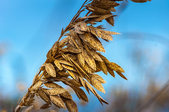 Sea Oats