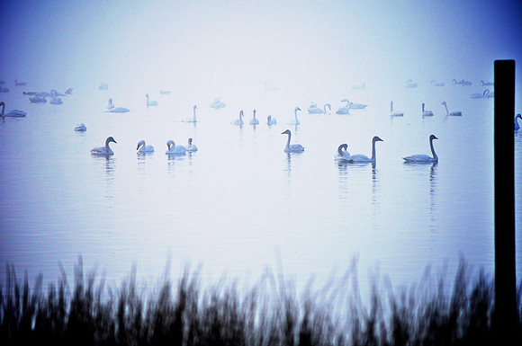 Swan Song