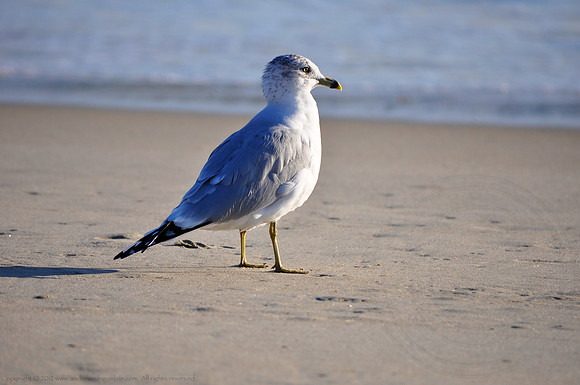 Sandy The Seagull