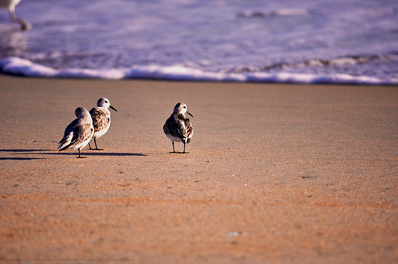 Three Pippers