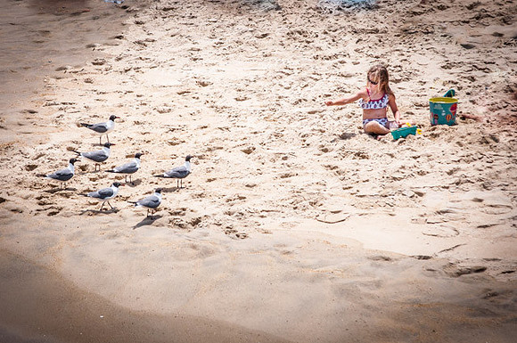 Conducting Gulls