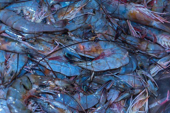 Fresh Shrimp