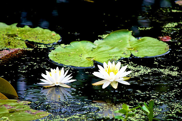 Black water lilliys