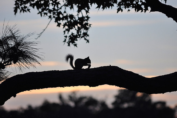 Dinner on a limb