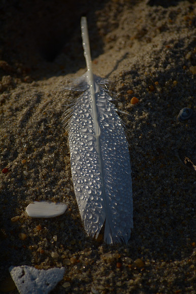 feather