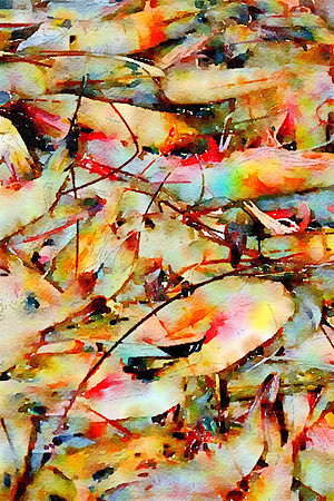 water Color Shrimp