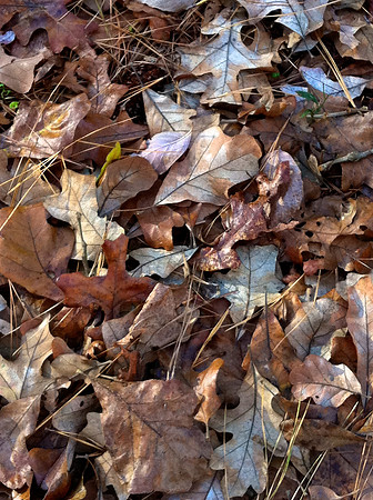 Fallen