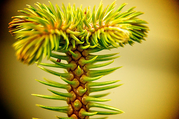 Tip of a Norfolk Sappling