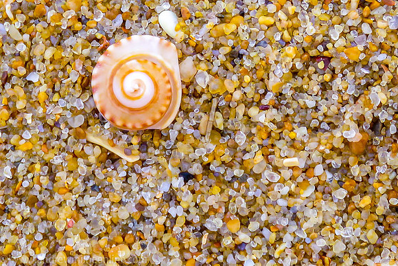 Sand Snail