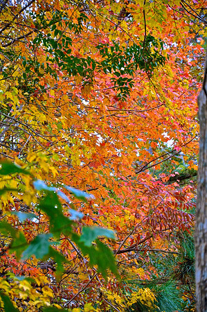 Autumn Explosion