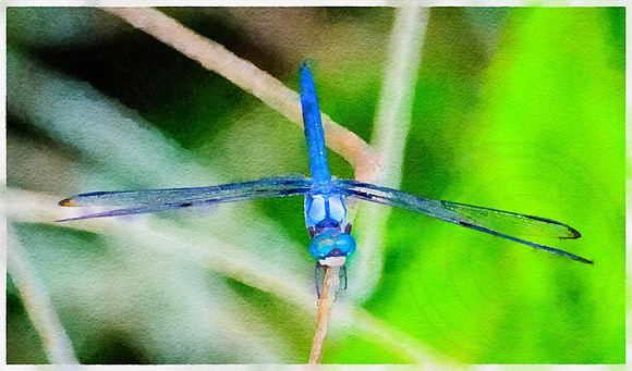 Blue Dragon