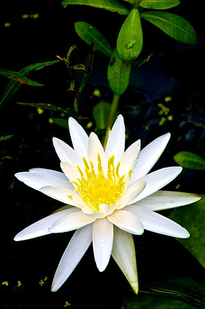 White Lilly, Black Water