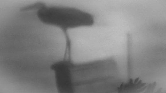 Stormy Stork