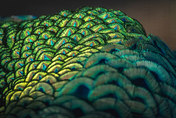 Peacock 1