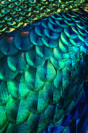 Peacock 3