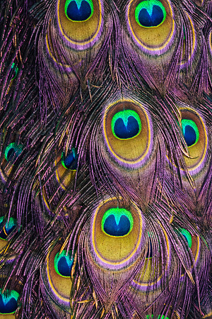 Peacock 2