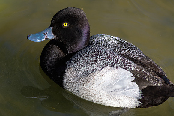 Ducky