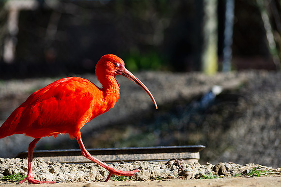 Ibis in the Morning