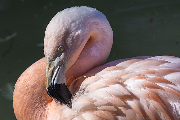 Pink Neck