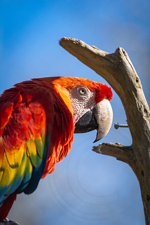 Poly Caw