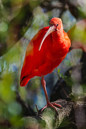 Ibis in a tree