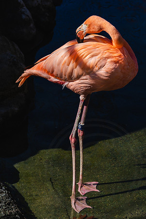Thin and Pink