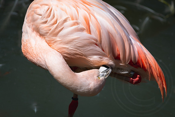Feathers