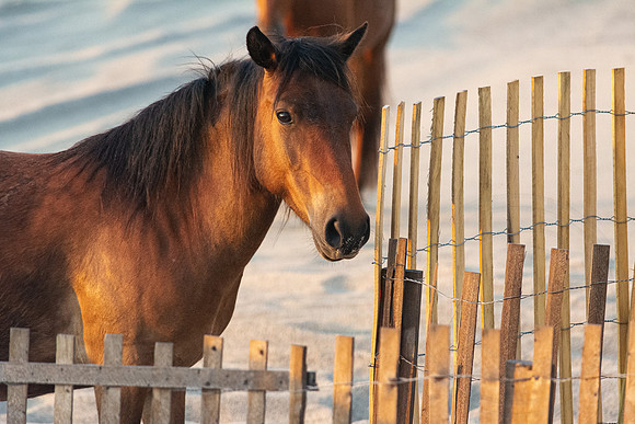 Don't Fence Me In