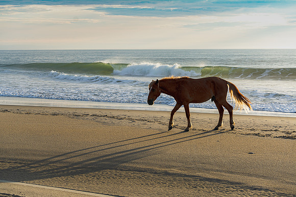 Beach Shadow
