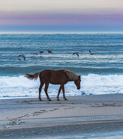 Beach Horse