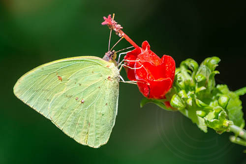 Flutterby