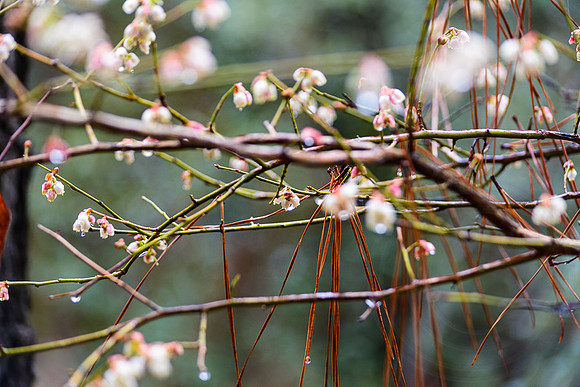 Maritime flowers