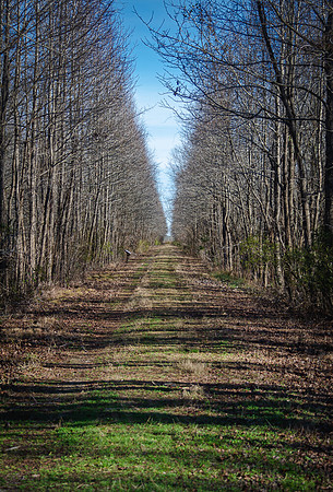 Observation path