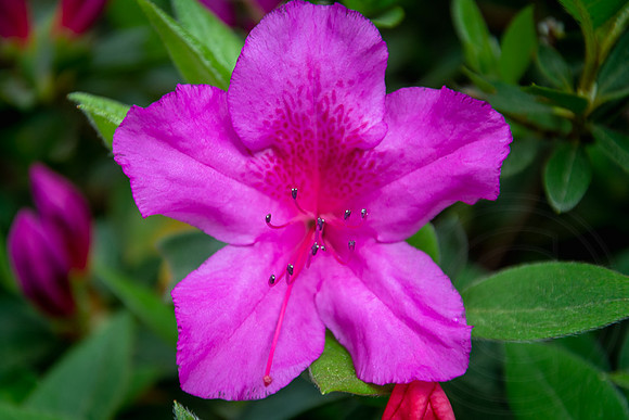 Azaleas