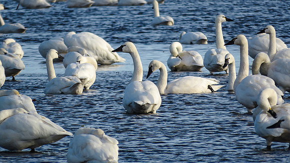 Artic Swans