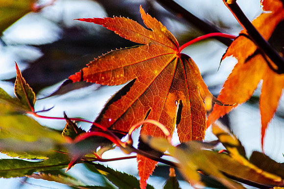 Maple leaf