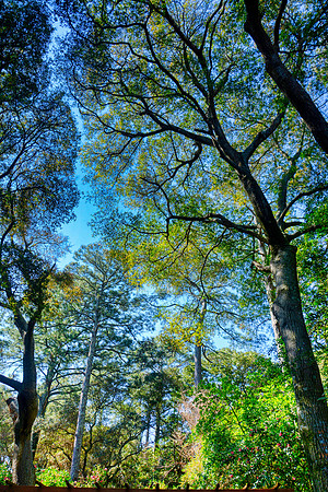Green Canopy