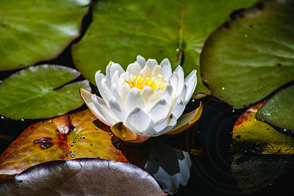 Water Lilly