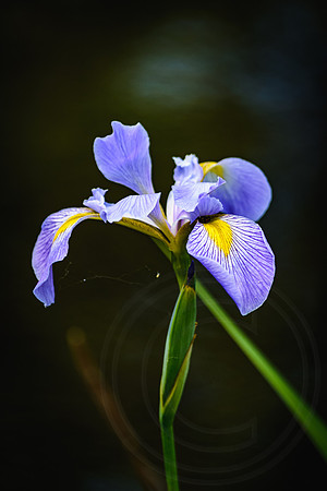 Spring Iris