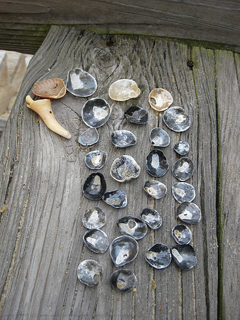 Mermaid Coins