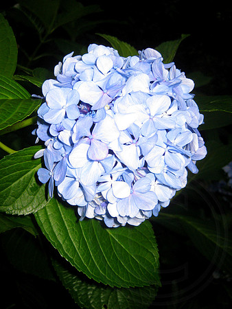 Night Flower Blue