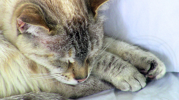 Resting Sugar