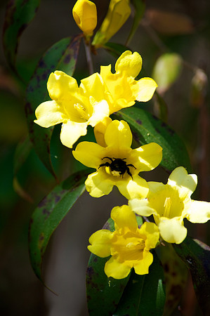 Bumble Bee