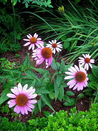 Night Flower