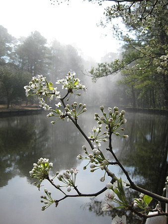 Dog woods in the spring mist.