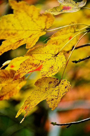 Autumn's Mellow Yellow