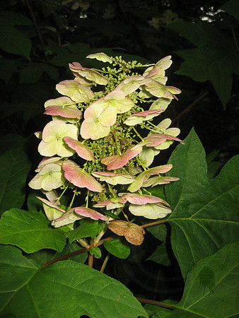 Night Flower